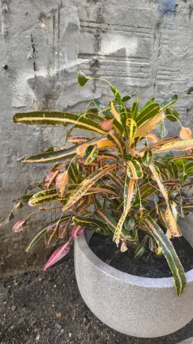 Planta Kroton especial