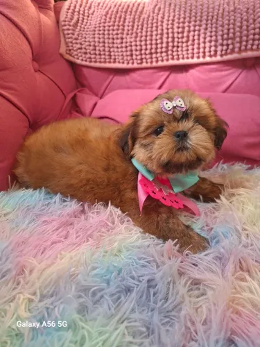 Shihtzu fêmea (promoção )