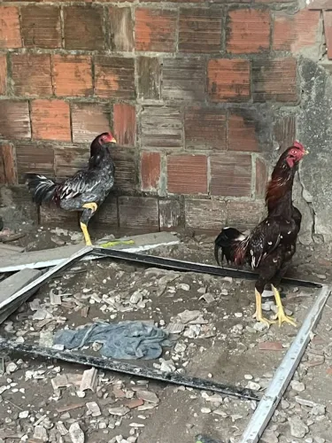 Frangos indianos 