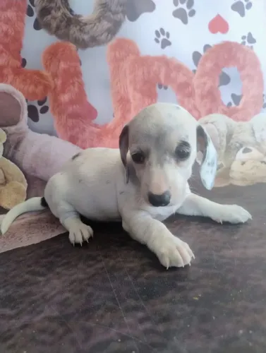 Lindas fêmeas exóticas Basset teckel anão!