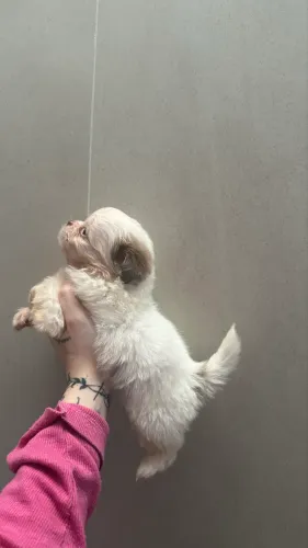 Shihtzu machinho