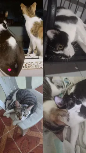 Gatos para adoção: macho e fêmea/ os dois castrados 