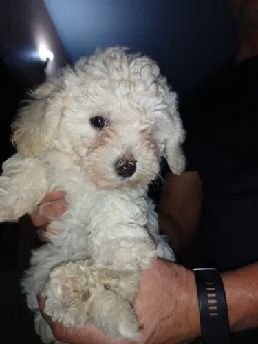 Poodle Toy - Filhotes Macho e Fêmea