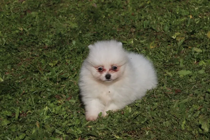Spitz Alemão Lulu