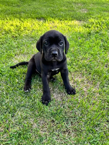Filhotes de Cane Corso com Pedigree