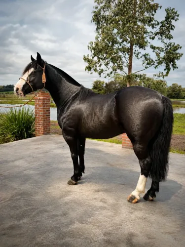 Cavalo Crioulo
