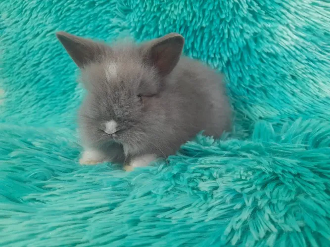 Mini coelhos Ponta Grossa 