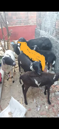 Ovelhas