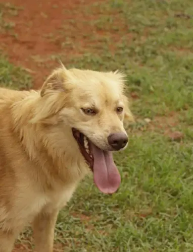 Adoção, mestiço golden, 4 anos, castrado, vacinado, leia o texto