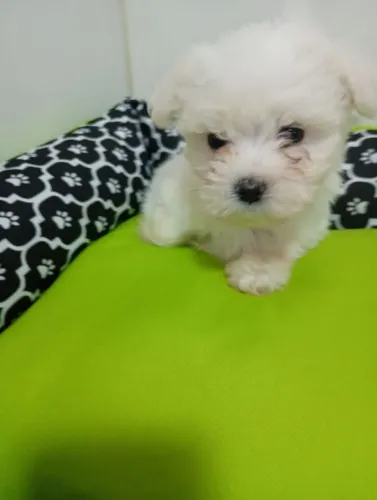 Cachorro 