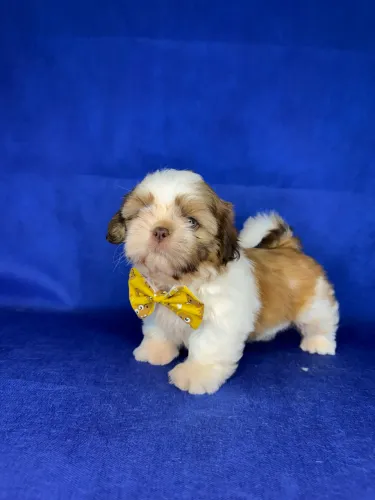 Shihtzu macho