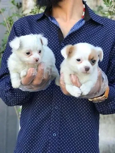 Chihuahua Pelo Longo Fêmea Encantadora | Pedigree Oficial e Contrato