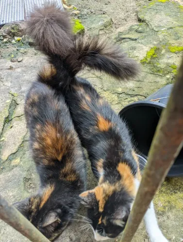 Gata angorá 