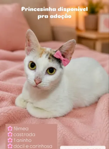 Gatinha pra adoção (castrada)