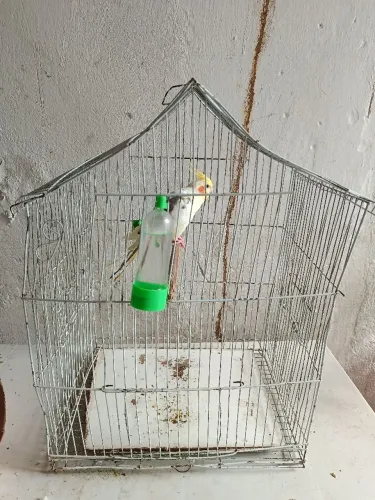Gaiola de ferro
