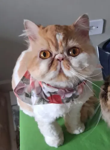 Gata persa puríssima