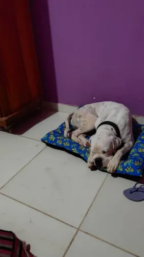 Procura se cachorro boxer fêmea para cruzar