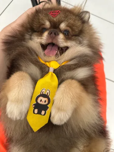 Procura-se namorada para o meu Lulu da Pomerânia (Spitz Alemão Anão)