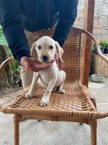 Doa-se filhotes labrador