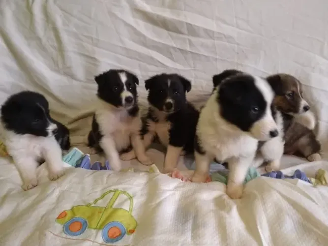 boder collie