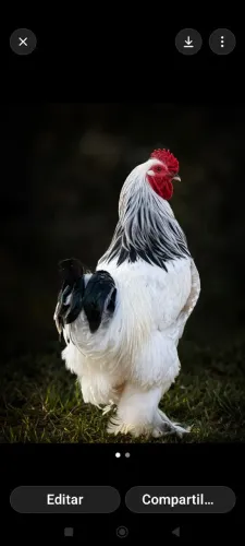 Galinhas da Raça Brahma