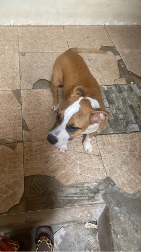 PIT BULL 