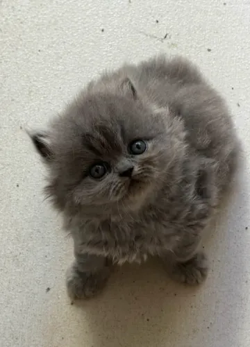 Vendo Gato Persa, macho, cor cinza.