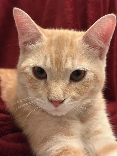 Gato doação 