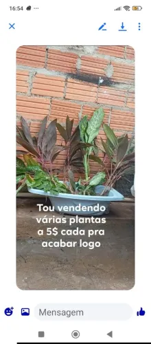 Plantas em oferta só hoje