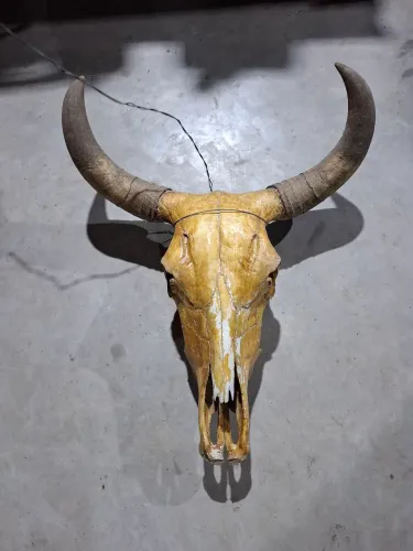 Cabeca de boi para decoração 