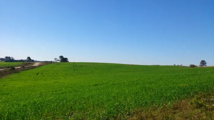 São Luiz do Purunã, 62 hectares ou 26 alqueires , PLANTA 70%, alta produtividade, à venda,