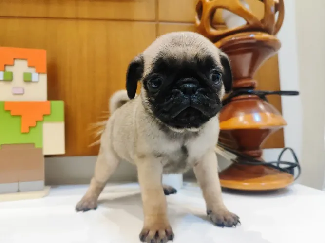 Pug filhote