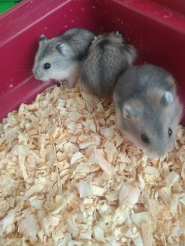 Hamster anão russo (chinês)