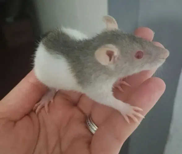 Rato Twister fêmea filhote