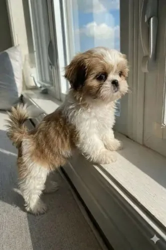 Lhasa Apso Alegria por todo lado
