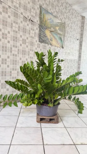 ZAMIOCULCA - planta ornamental da fortuna