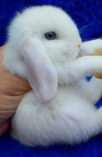 Mini Lop Uruguai (branco olhos azuis)