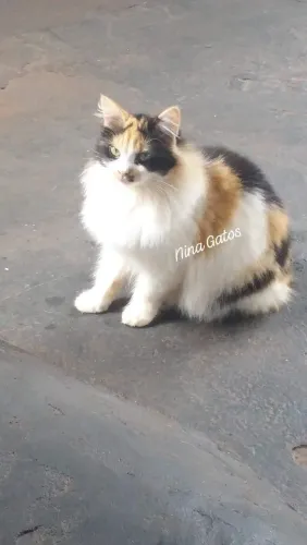 Angorá Turco Filhotes entrego 