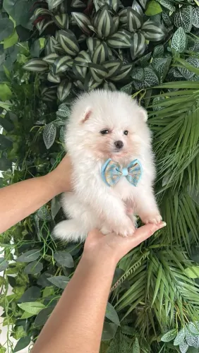 LULU DA POMERÂNIA EXCLUSIVO/A PATIR DE 1900