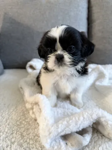Shihtzu mini Fêmea