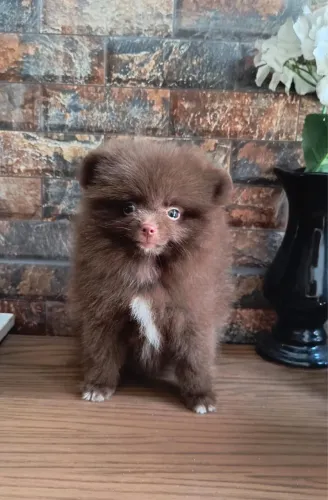 Vende-se Lulu da Pomerânia. Tratar *.
