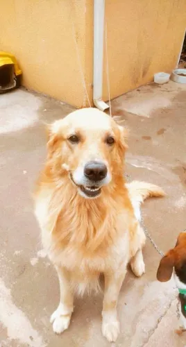 Doação de Golden adulto