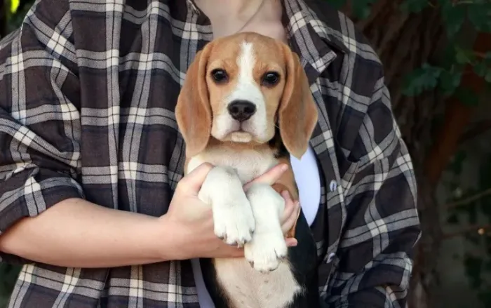 Beagle lindo e carinhoso 