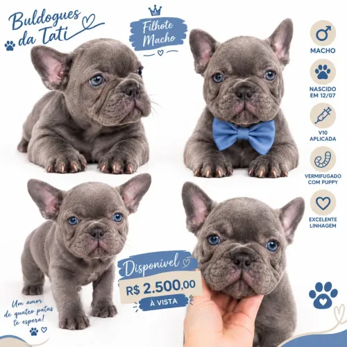 Buldogue francês