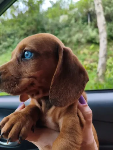  Dachshund - Filhotes Disponíveis para Fazer Parte do Seu Dia a Dia