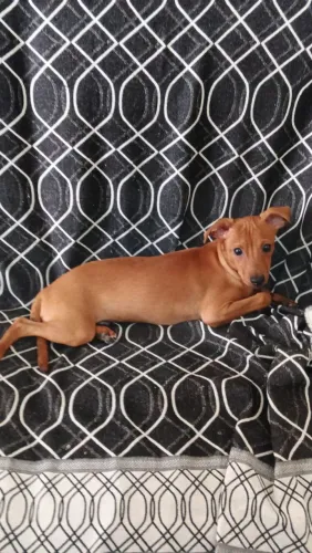 Cachorro