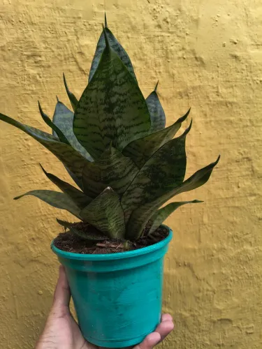 Plantas