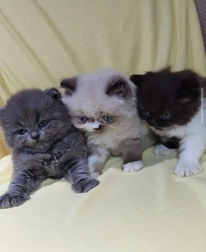 Gato persa 