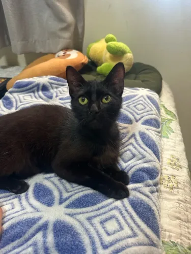Gato filhote para adoção - Zico