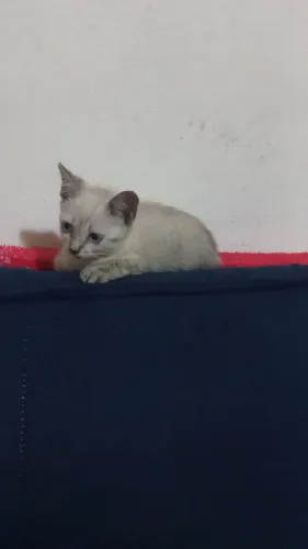 Gatinho macho pra doações.